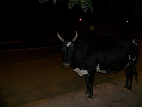 The Holy Cow (bangalore_100_1969.jpg) wird geladen. Eindrucksvolle Fotos von der indischen Halbinsel erwarten Sie.
